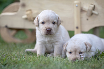 Two cute labrador puppies
