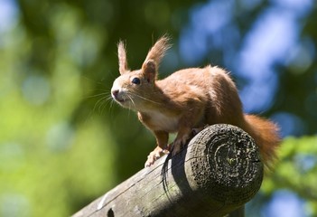 Red Squirrel (Sciurus vulgaris), Hesse, Germany, Europe