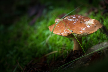 mushrooms in forest