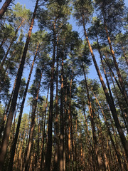 big pines in the forest