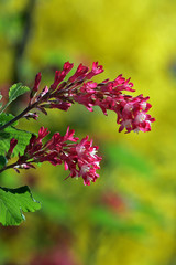 Flowering currant (Ribes sanguineum)