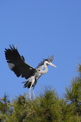 Grey heron (Ardea cinerea)