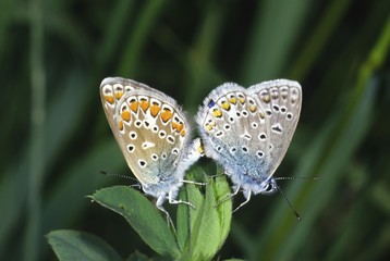 Common Blues (Polyommatus icarus) coupling