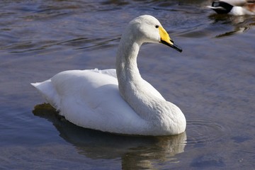 Whooper swan swimming at the water (Cygnus cygnus)