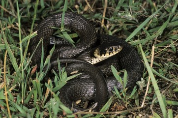 Grass Snake or Ringed Snake (Natrix natrix), Colubridae family