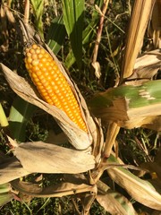 Ripe maize corn ear on the cob