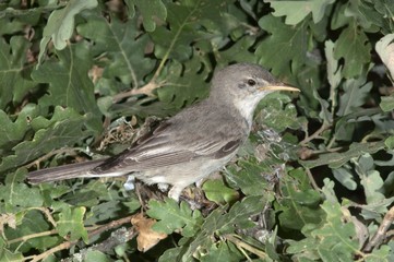 Eastern Olivaceous Warbler (Hippolais pallida), in front of nest, Lake Kerkini region, Greece, Europe