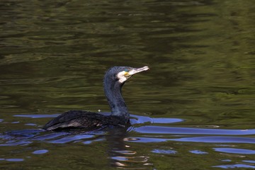 Great Cormorant (Phalacrocorax carbo) swimming, Schleswig-Holstein, Germany, Europe