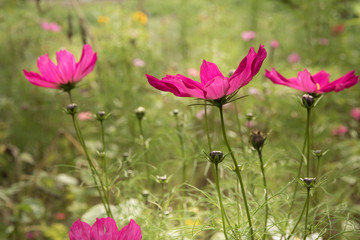 Cosmea 
