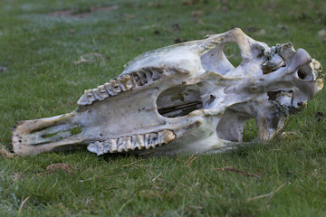 Animal skull