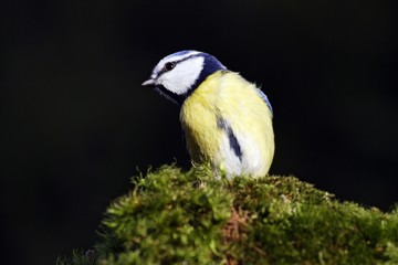 Blue tit - tits - nun - tomtit - (Parus caeruleus) (Cyanistes caeruleus)