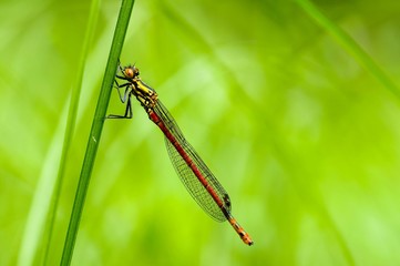 Large Red Damselfly (Pyrrhosoma nymphula) on a blade of grass, Mindelheim, Bavaria, Germany, Europe