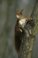 Red Squirrel, Sciurusus vulgaris