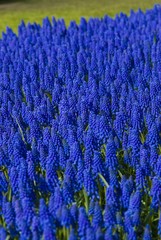 Grape Hyacinth (Muscari Armeniacum), Keukenhof, Holland, Netherlands, Europe