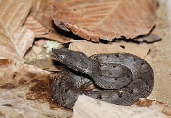 Rainforest Hognosed Pitviper (Porthidium nasutum), Costa Rica, Central America