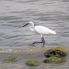 Nahaufnahme eines Seidenreihers, Egretta garzetta