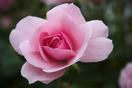 Rose-pink rose flower