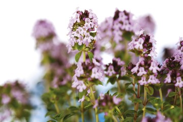 Lemon Thyme (Thymus x citriodorus)