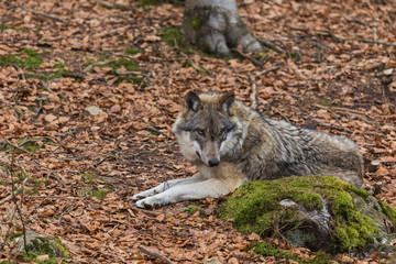Wolf