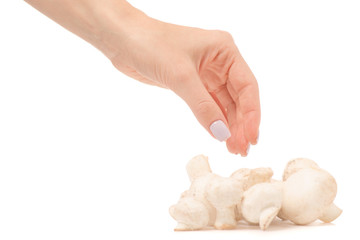 Female hand mushrooms champignons
