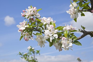 Apple blossoms, Altes Land fruit-growing region, Lower Saxony, Germany, Europe