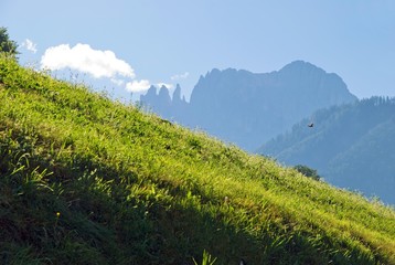 Fototapeta premium Lush mountain meadow with a view of the Rosengarten Mountains, Tiers, Bolzano-Bozen, Italy, Europe