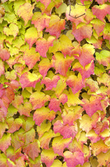 Naklejka na ściany i meble Foliage of vines / grape leaves