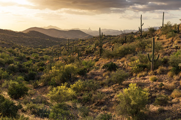 Arizona desert landscape - obrazy, fototapety, plakaty