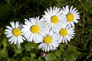 Fototapeta premium Lawn Daisies (Bellis perennis)