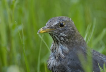 Fototapeta premium Common Blacbird (Turdus merula) female
