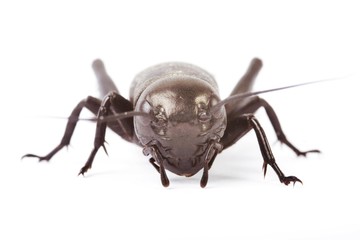 Field cricket (manikin)