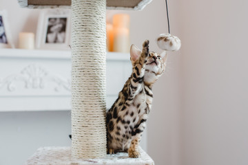 bengal cats babys leopard kitten