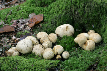 Common earthball (Scleroderma citrinum)