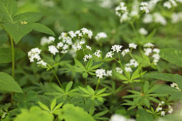 Woodruff, Galium odoratum