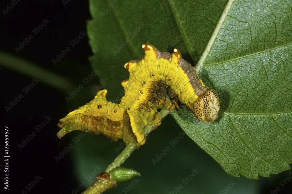 Wall mural Iron Prominent (Notodonta dromedarius), feeding caterpillar