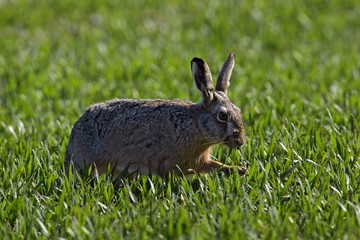 European hare (Lepus europaeus)