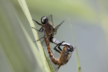 Scarce Chaser, Libellula fulva, pairing