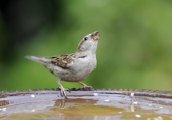 House Sparrow (Passer domesticus) drinking