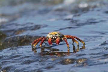 Fototapeta na wymiar Sally Lightfoot Crab (Grapsus grapsus), Bartolome Island, Galapagos Islands, UNESCO World Heritage Site, Ecuador, South America