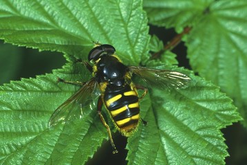 Hoverfly (Sericomyia borealis) order Diptera