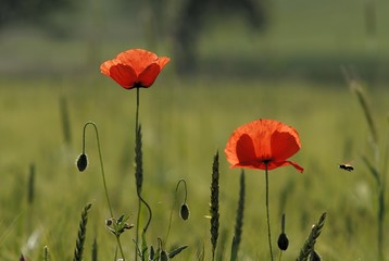 Bee flying to corn poppy (Papaver rhoeas)