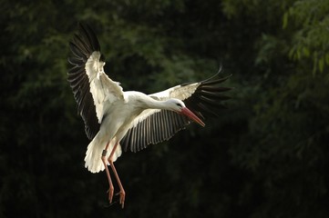 Flying White Stork (ciconia ciconia)