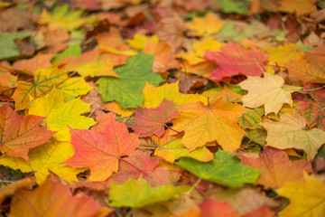 Fototapeta na wymiar Bright and colourful fall autumn maple leaves closeup