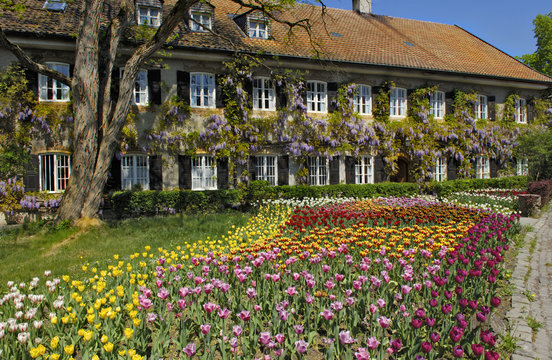Garden Tulips (Tulipa) and Chinese wisteria (Wisteria sinensis), garden in Aying, Bavaria, Germany, Europe