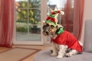 Partydog - Jack Russell verkleidet als Kobold
