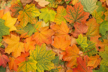 Falling colourful autumn leaves background	