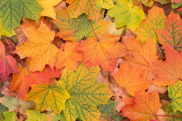 Naklejka na ściany i meble Autumn colorful fall maple leaves background closeup