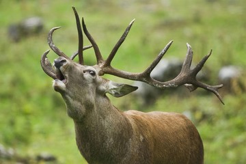 Red deer