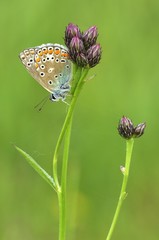 Common Blue (Polyommatus icarus)