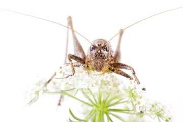 Dark Bush Cricket (Pholidoptera griseoaptera)